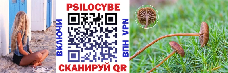 Галлюциногенные грибы Psilocybe  где продают   Горняк 